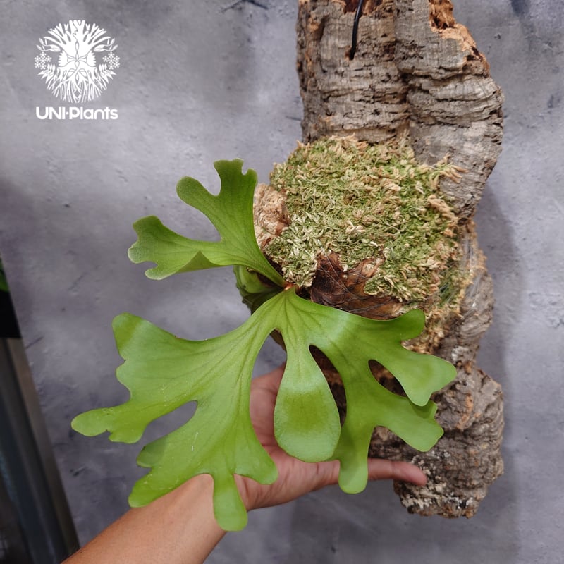 ビカクシダ リドレイ　ridleyi やや大きめ ビカクシダ リドレイ ワイドフォーム Platycerium ridleyi wide for