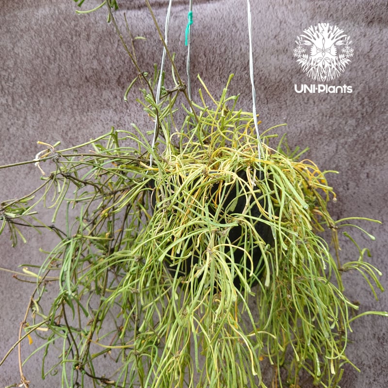 Hoya Retusa ホヤ レツーサ ボリュームビックサイズ!! ホヤ 植物 ホヤ