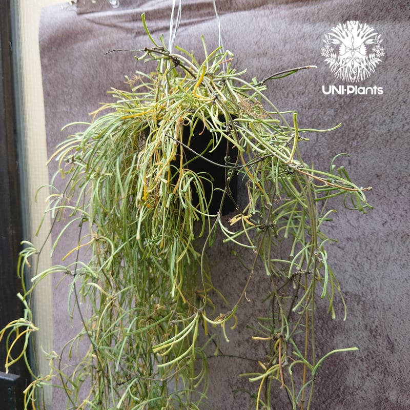 Hoya Retusa ホヤ レツーサ 大ぶりビックサイズ! ホヤ 植物 ホヤの花 観