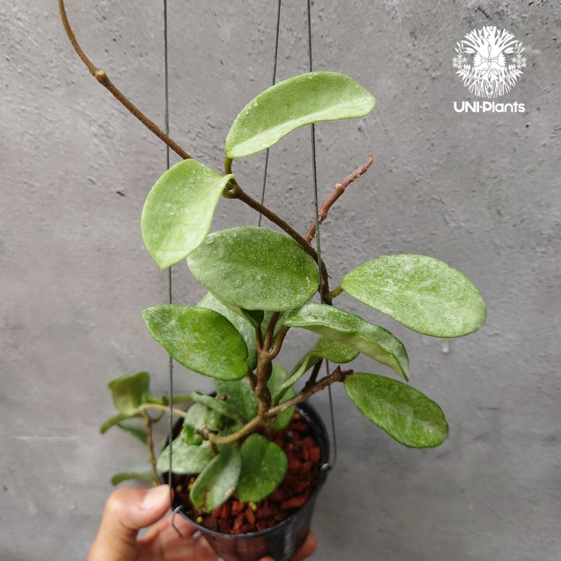 Hoya Carnosa Nova Ghost ホヤ カルノーサ ノバ ゴースト ホヤ Hoya Carnosa Nova Ghost ホヤ カルノーサ ノバ ゴースト ホヤ