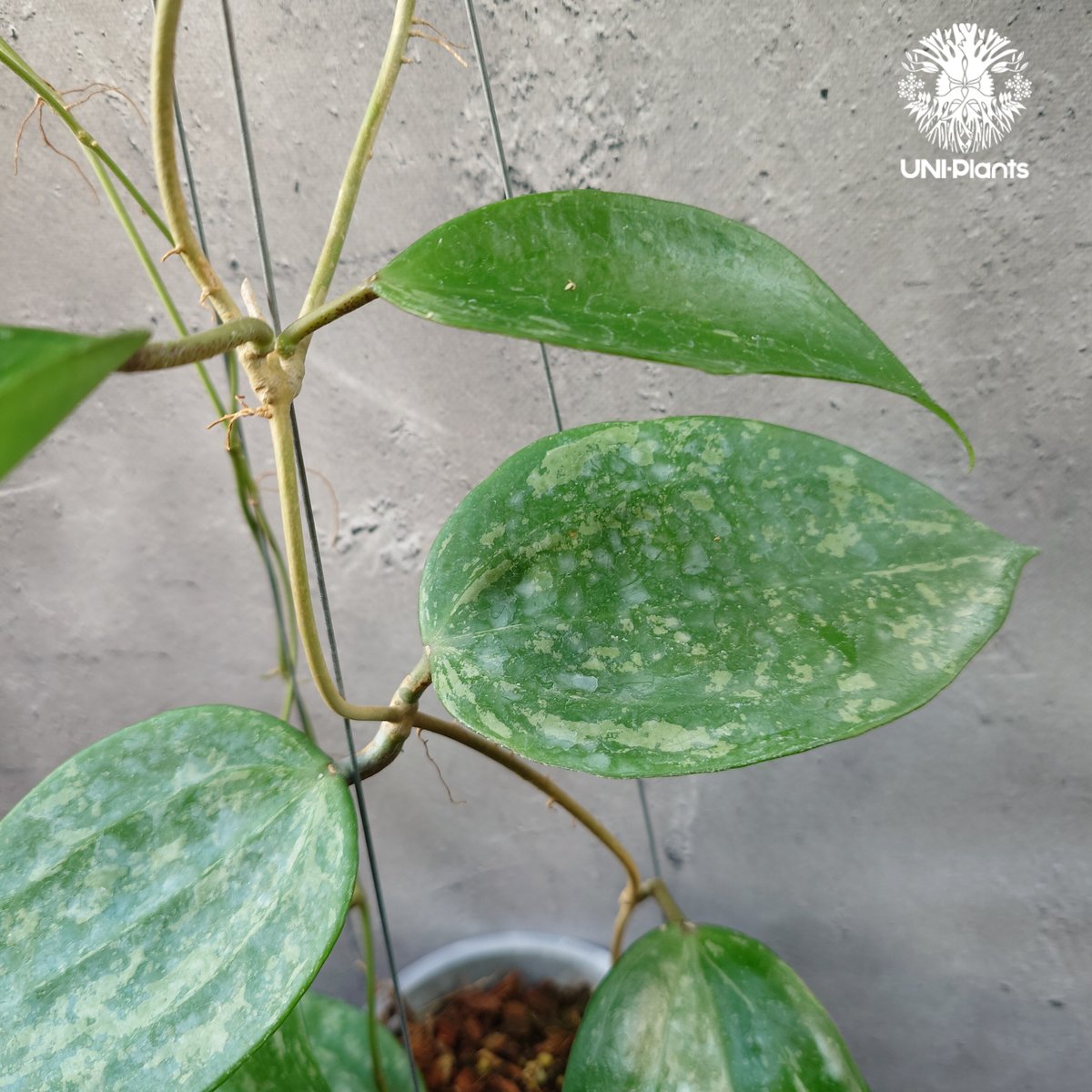 0901ホヤ ＊Hoya ＊ latifolia ＊silver＊ラティシルバー 0901ホヤ ＊Hoya ＊ latifolia ＊silver＊ラティシルバー