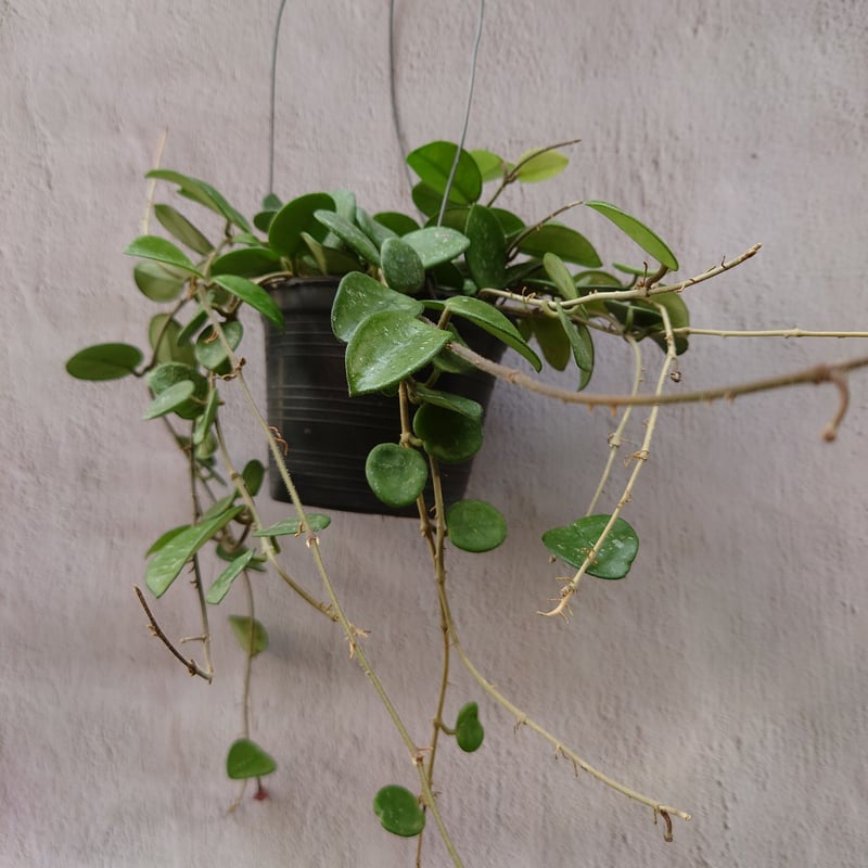 ホヤ マチルダ Hoya mathilde サクララン ホヤ植物 植物 珍奇