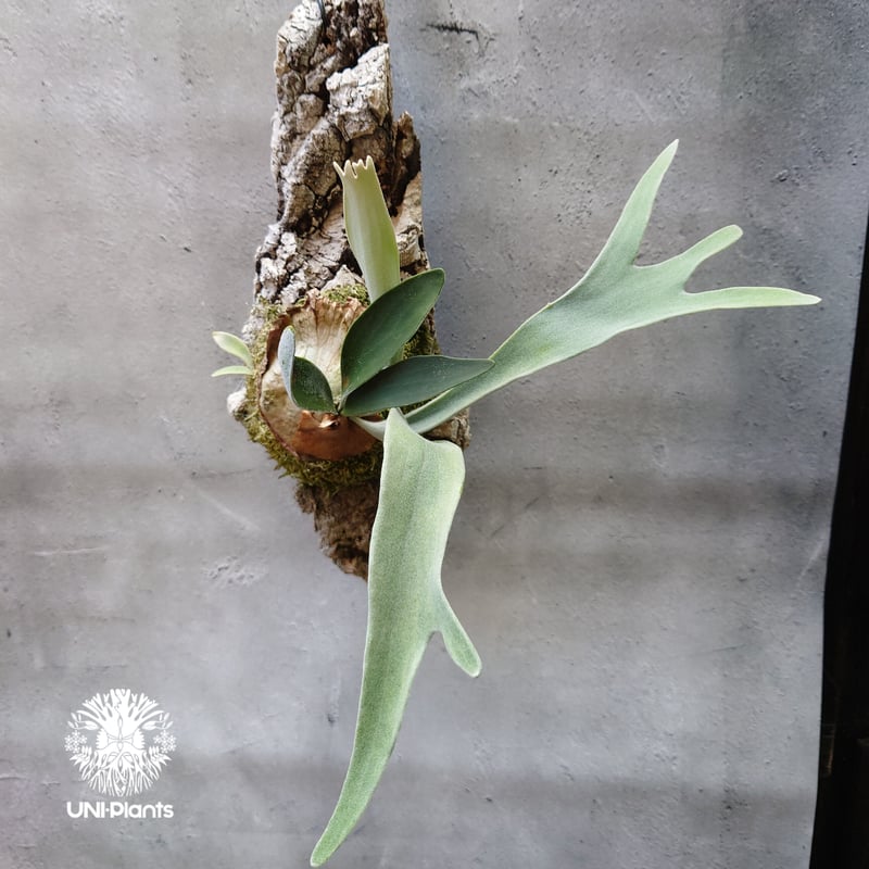 ビカクシダ ベイチー Patycerium veitchii コウモリラン ビカクシダ