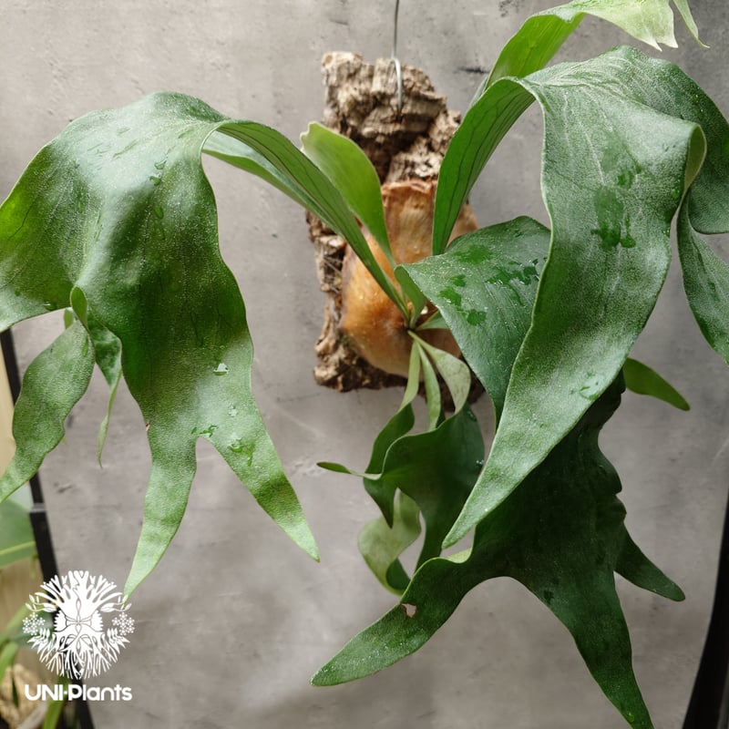 Platycerium hillii cv. Nampu ビカクシダ ヒリー cv. ナンプー