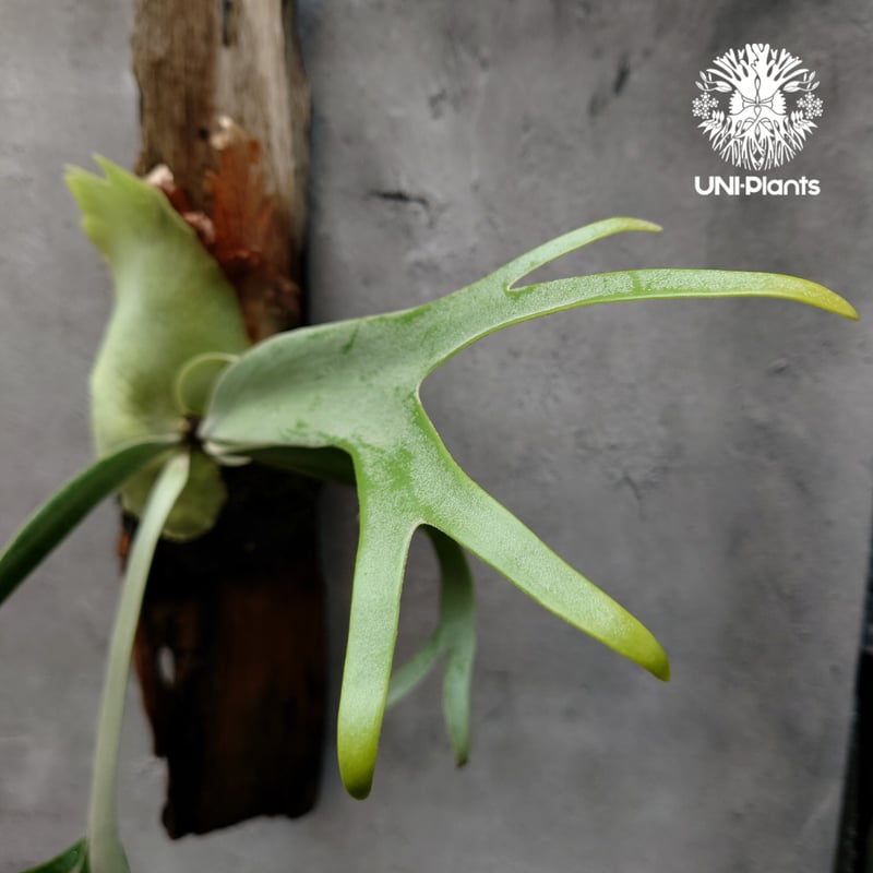 ビカクさシダ　15種　③ Platycerium willinckii cv. Jessica (pup)ビカクシダ