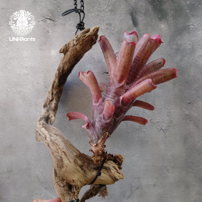 エクメア ヌディカウリス 子株付き エクメア・ヌディカウリス・クシィアヴァント Aechmea