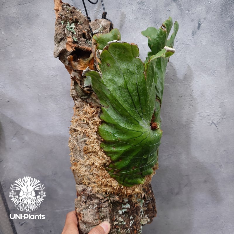 Platycerium grande ビカクシダ グランデ ビカクシダ原種 植物 シダ
