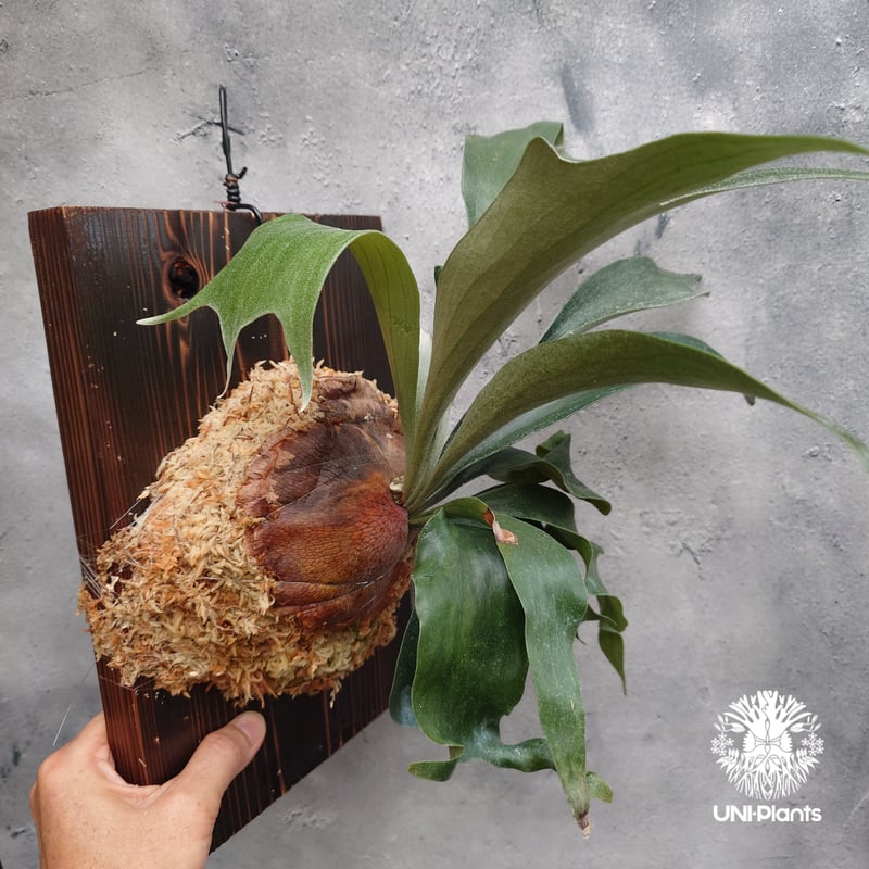 ビカクシダ レア品種sirpeuak子株 Platycerium sp.(spore) ビカクシダ 品種不明 ビカクシダ子株 シダ植物