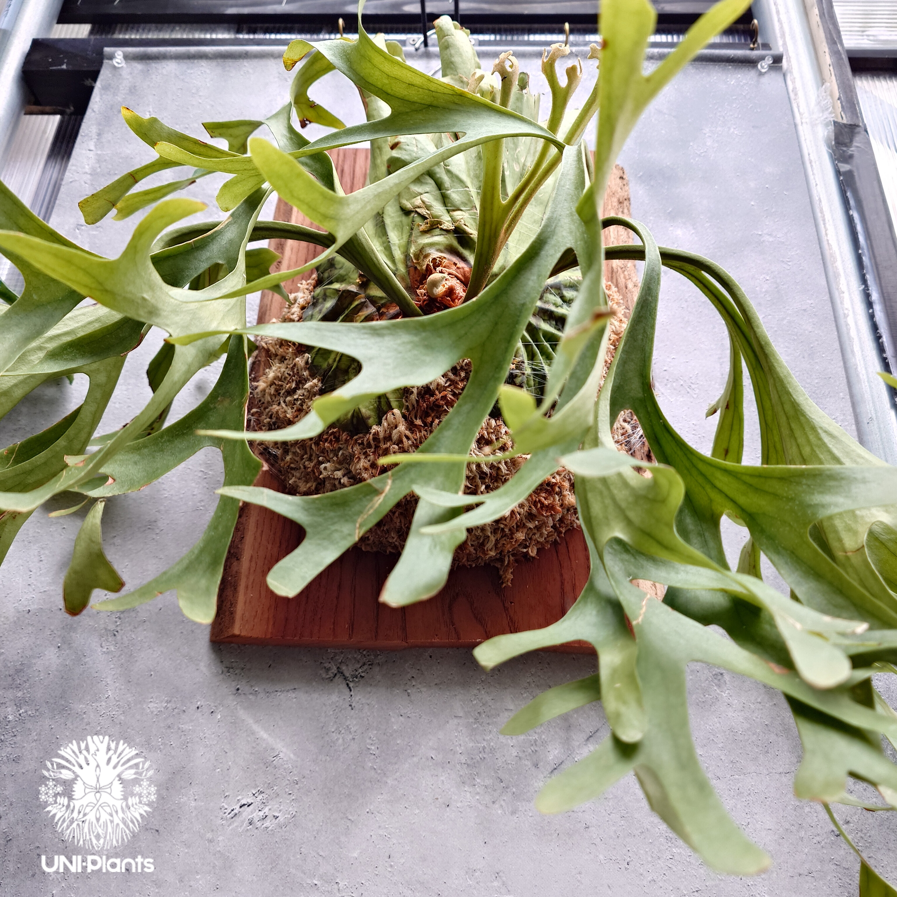 「現品大株」キッチャクード⑤ 葉幅65cm 大株 Platycerium Mt.kitshakood Narrow ビカクシダ キッチャ
