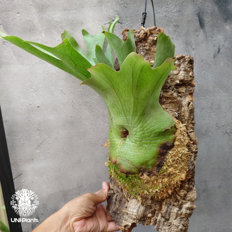 ビカクシダ　ホルタミー　特大株 ビカクシダ ホルタミー Platycerium holttumii ビカクシダ原種 Plat