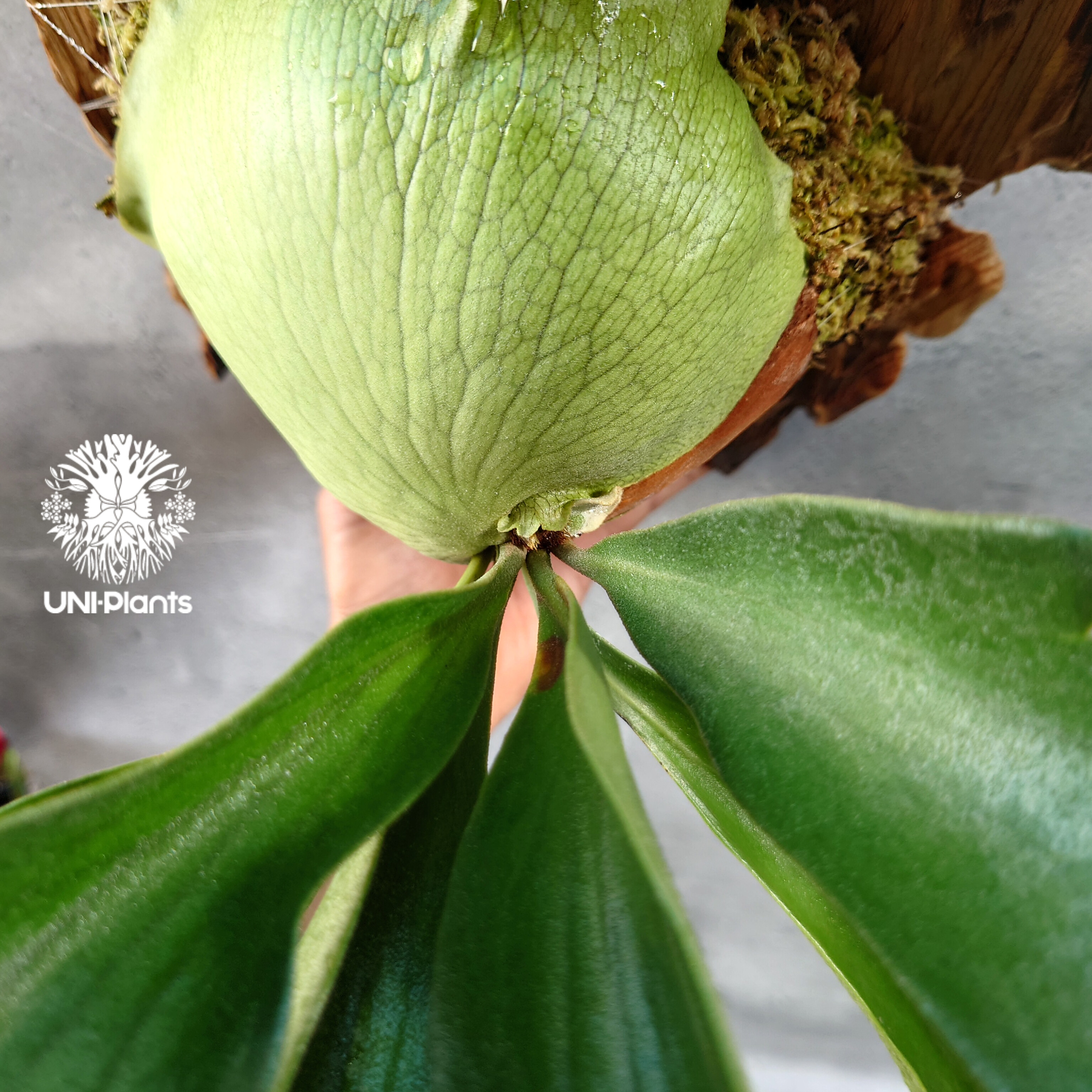 ビカクシダ ヒリー パナマ Platycerium hillii Panama コウモリラン