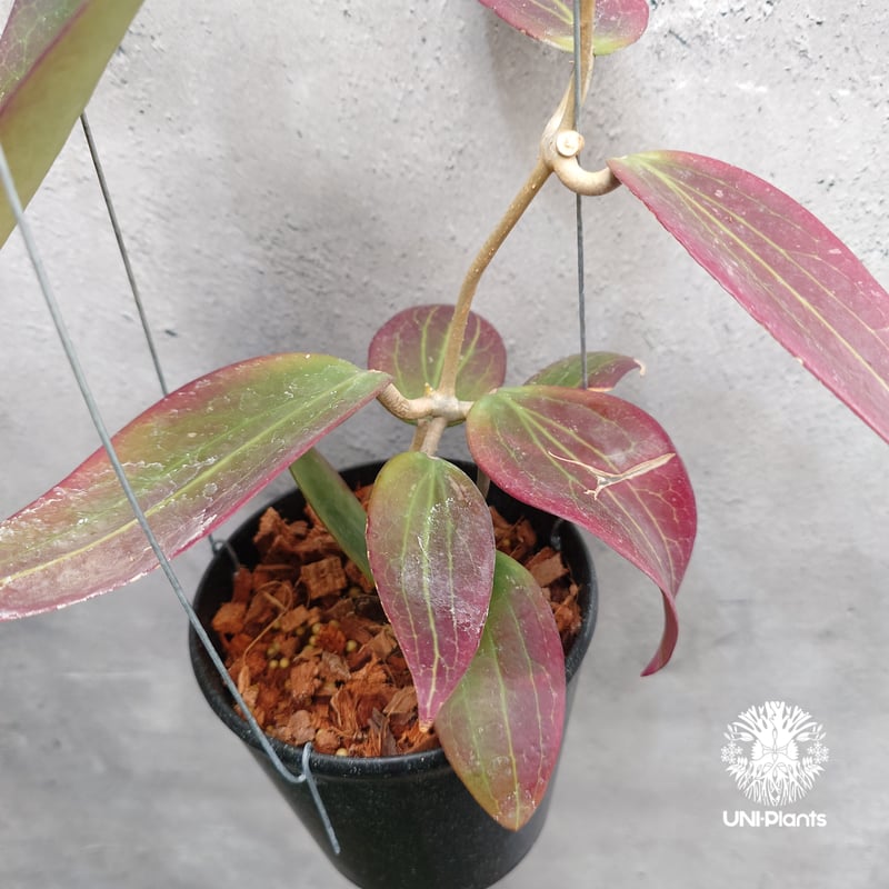 Hoya Potsii borneo red leaves ホヤ ポティシィ ボルネオ ホヤ