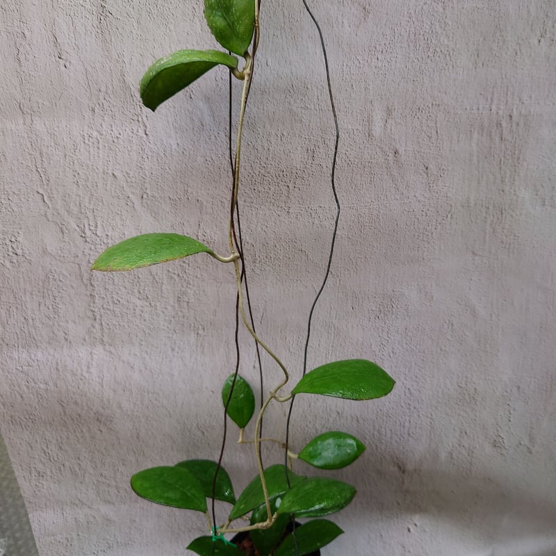 ホヤ cv.ナタリー Hoya cv. Nathalie ホヤ植物 植物 珍奇植物