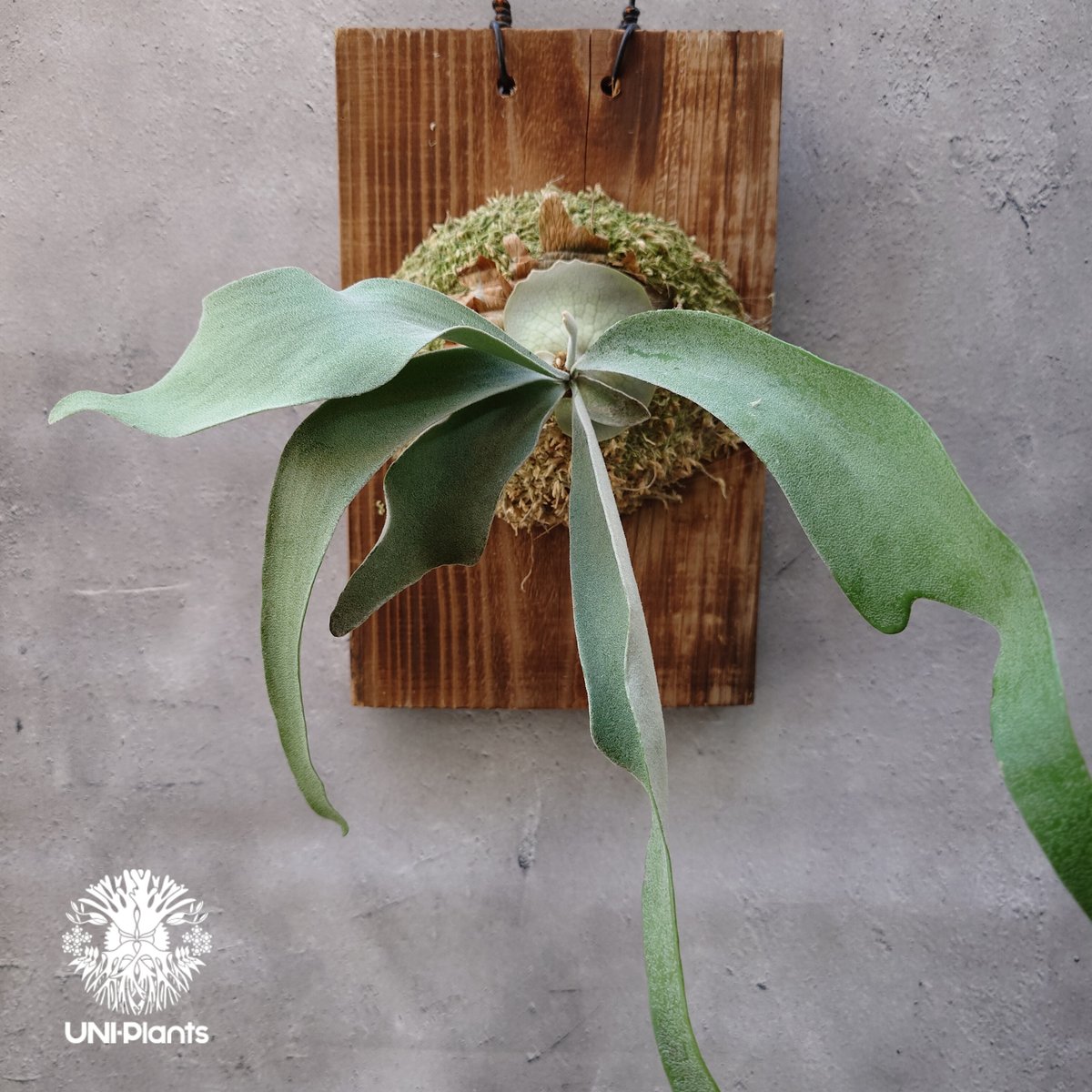 Patycerium veitchii wild（pup）ビカクシダ ベイチー ワイルド ビカ