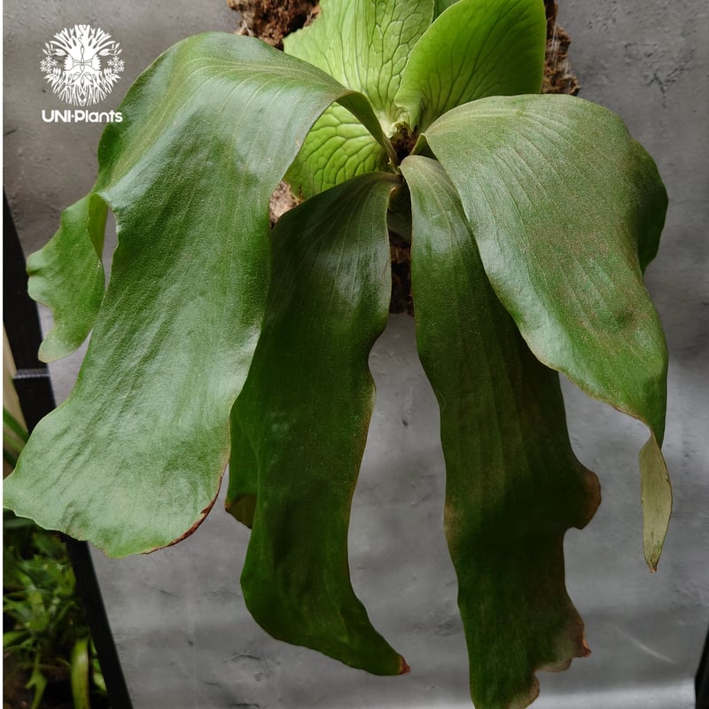 P.elephantotis × P.alcicorne var.Africa ビカクシダ エ