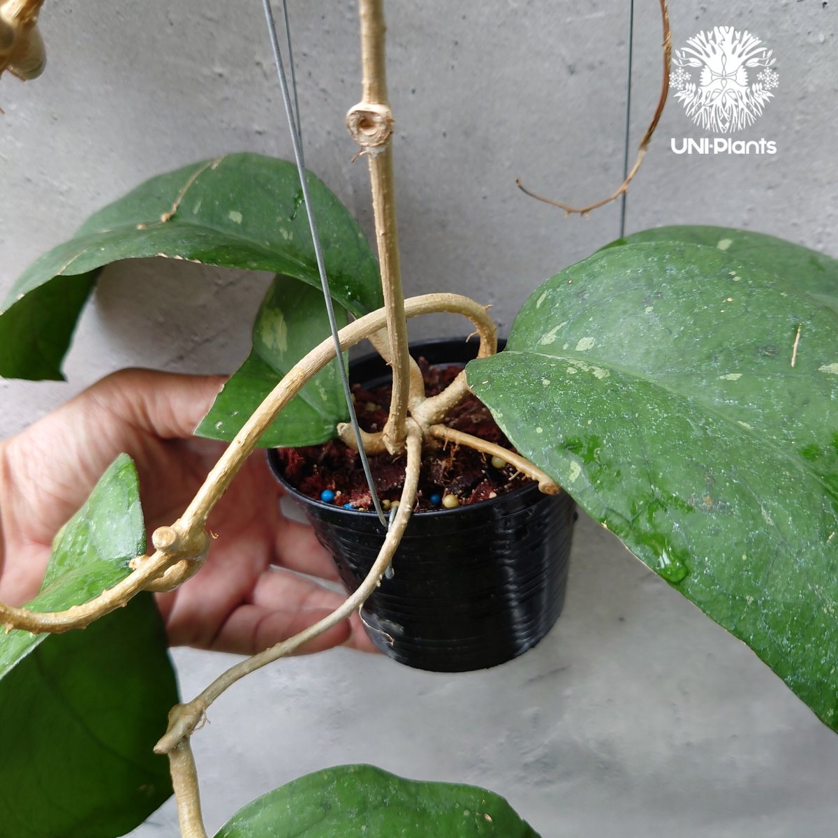Hoya cv.elephant(AH027) Hoya priktai or Hoya AH