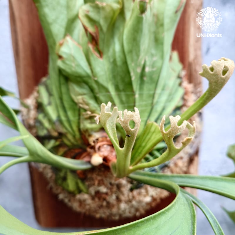 大株 Platycerium Mt.kitshakood Narrow ビカクシダ キッチャ