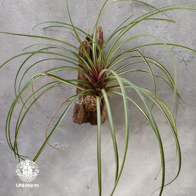 Tillandsia cyanea variegata チランジア キアネア バリエガータ