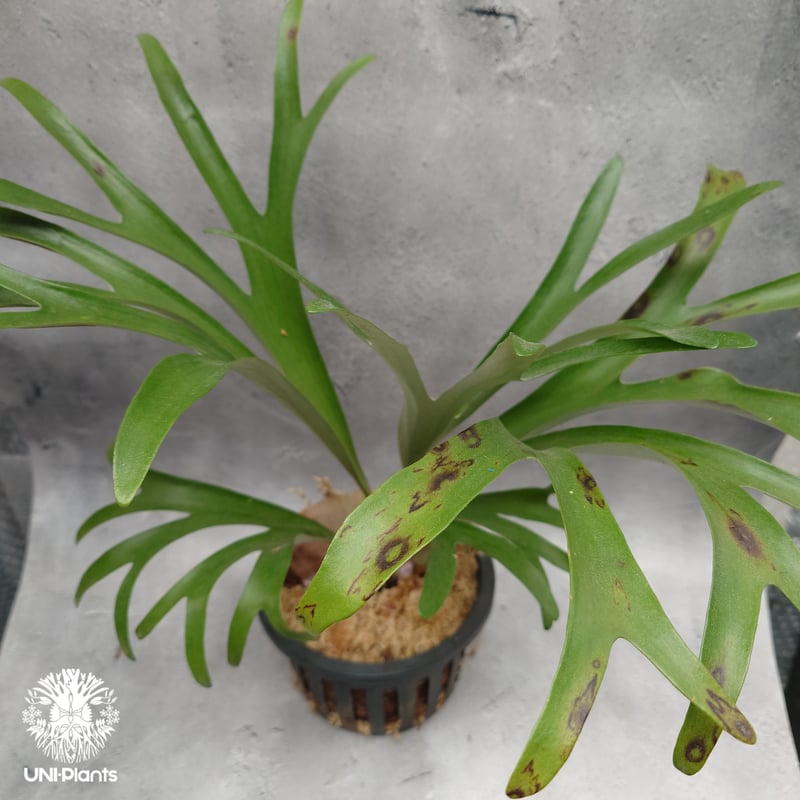 Platycerium alcicorne var.Madagascar ビカクシダ アルシコ