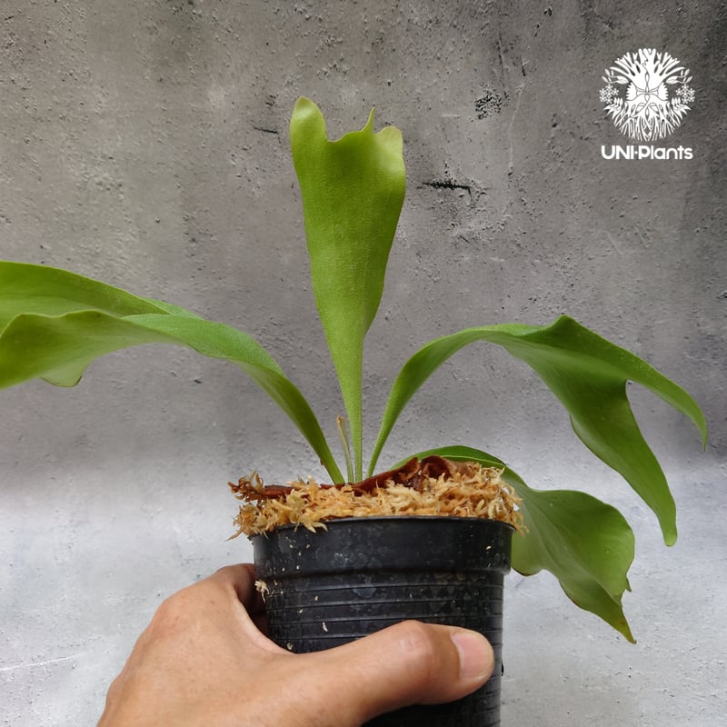 P.Hillii Kilen ヒリー キリン 観葉植物 P.hillii Kylin | naturefix P.Hillii Kilen ヒリー キリン 観葉植物 P.hillii Kylin | naturefix