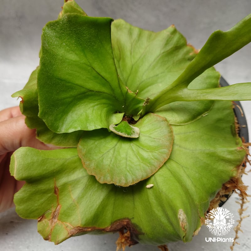 ビカクシダ キッチャクード シンリーフ Platycerium Kitshakood