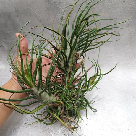 Tillandsia Bulbosa (L) チランジア・ブルボーサTillandsia  エアープランツ エアプランツ ティランジア