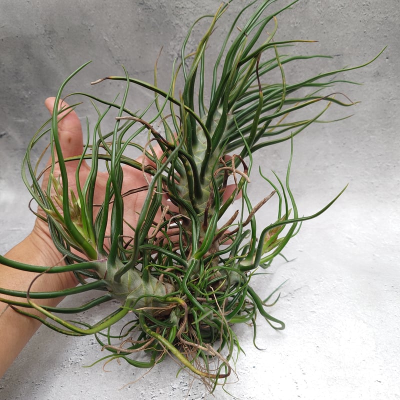 Tillandsia Bulbosa (L) チランジア・ブルボーサTillandsia エ