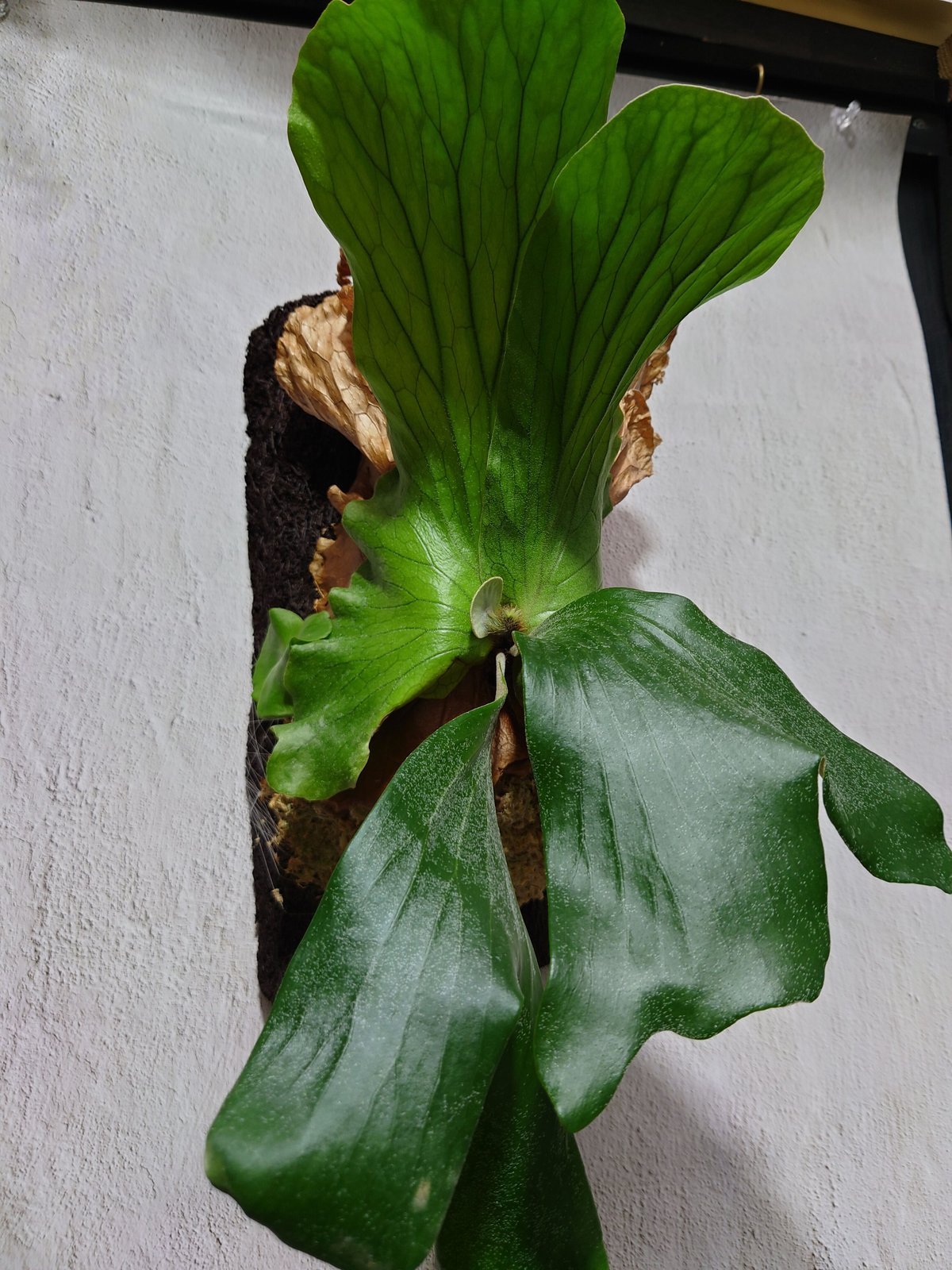 ビカクシダ板付 エレファントティス 0013 八八工廠様 3D板仕様 ビカクシダ エレファントティス Platycerium elephantotis ヘゴ