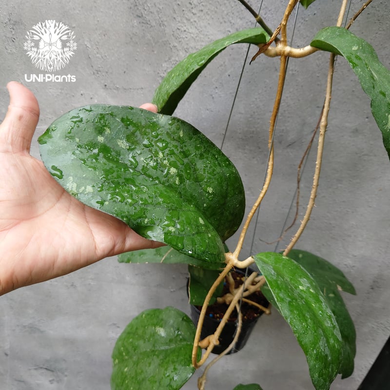 p様　HOYA2種 専門家用顔料 #600 PG351 トランスペアレント ゴールド