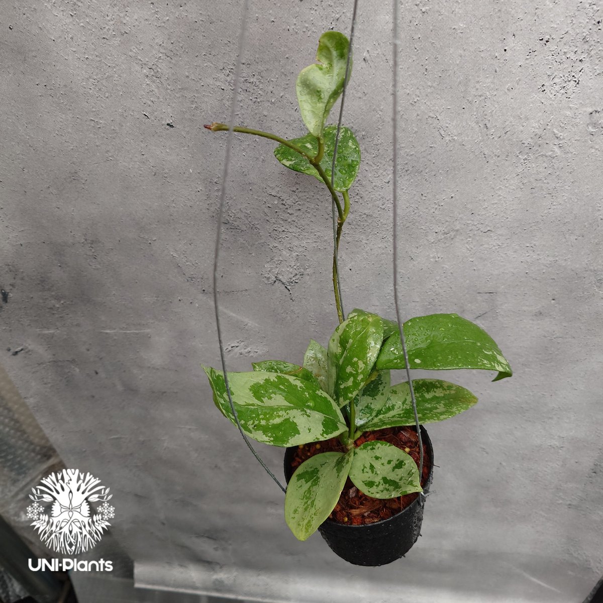 ご予約者様専用ページ ご予約No.US-250511-0900 Hoya Nervosa jo