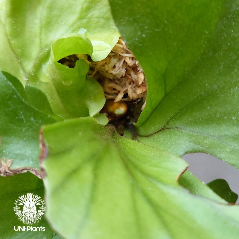 ビカクシダ リドレイ ワイドフォーム Platycerium ridleyi wide for...