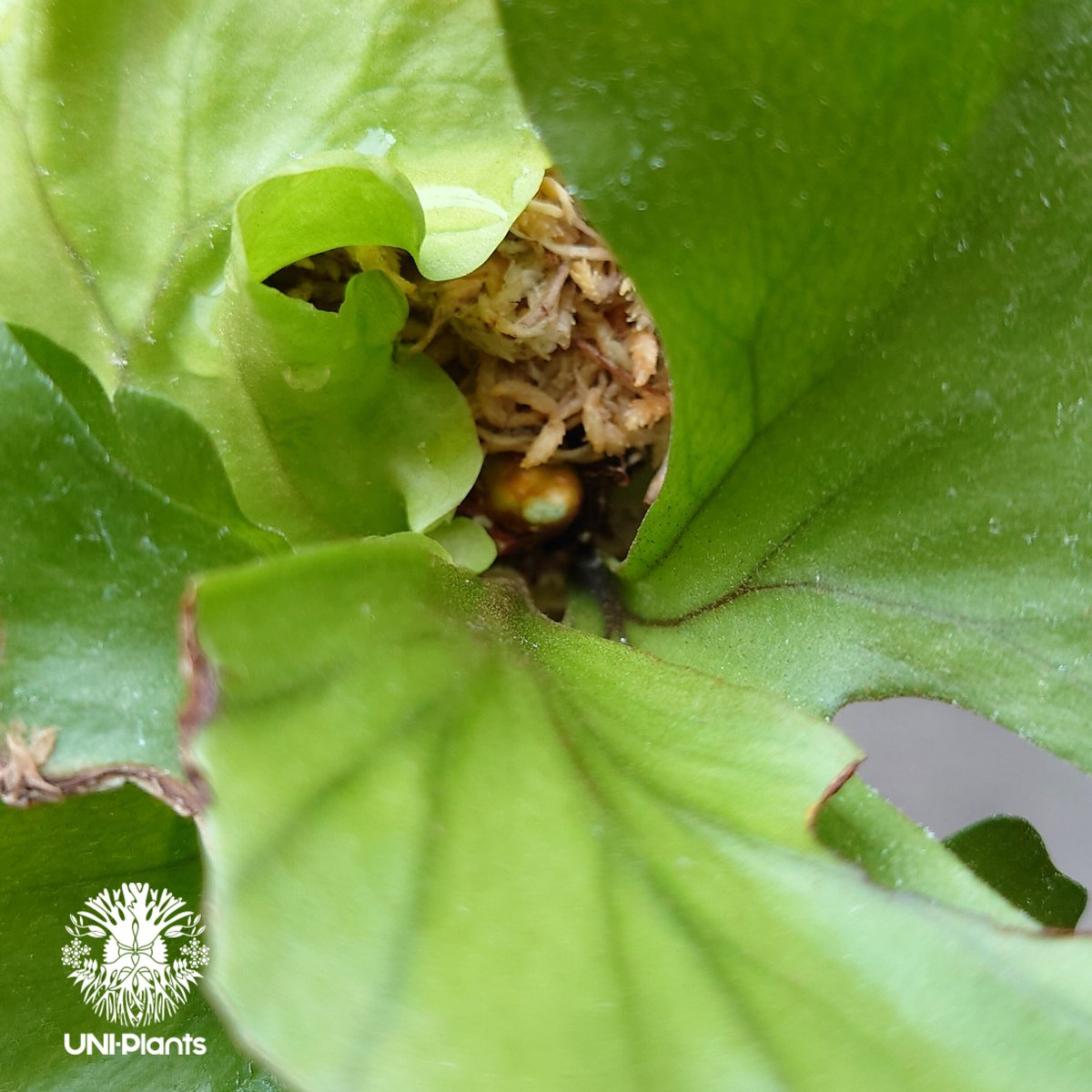 ビカクシダ リドレイ ワイドフォーム Platycerium ridleyi wide ビカクシダ リドレイ ワイドフォーム Platycerium ridleyi wide