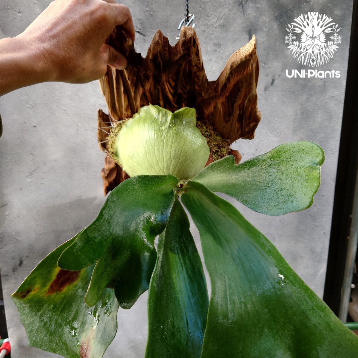 ビカクシダ ヒリー パナマ Platycerium hillii Panama コウモリラン