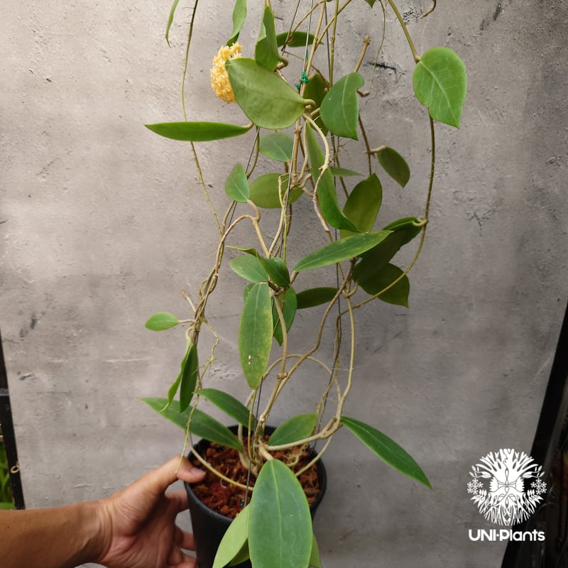 Hoya mindorensis lite yellow ホヤ ミンドレンシス ライトイエロー