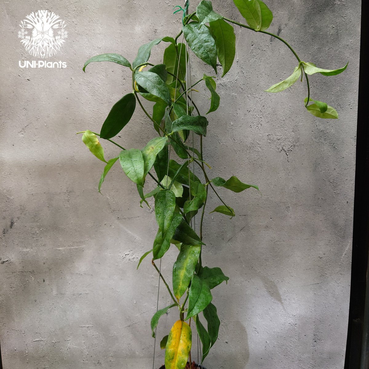 Hoya Danumensis UT174 ホヤ ダヌメンシス UT174 ホヤ植物 ホヤの花