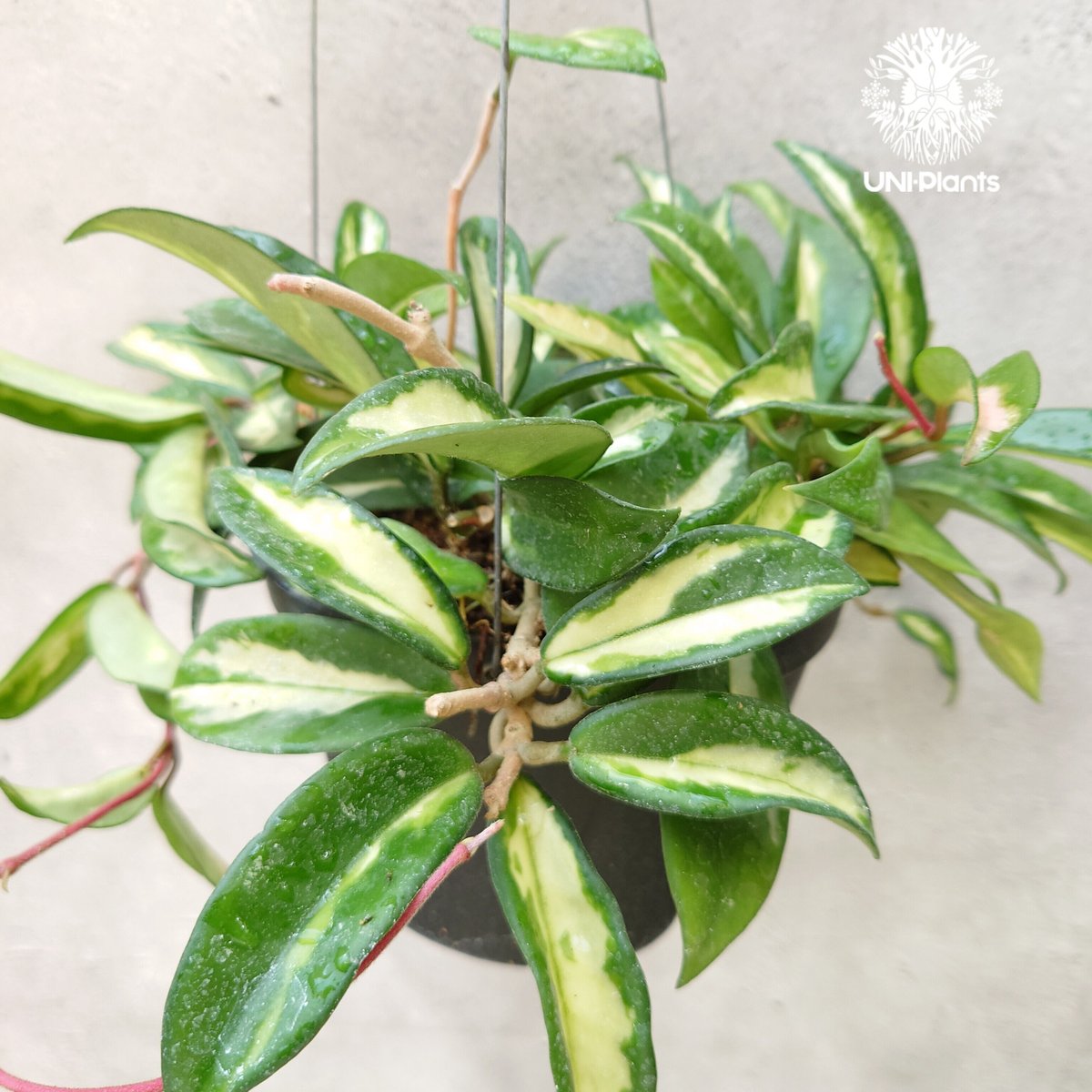 53 ＊ホヤ ＊ Hoya ＊ カルノーサ ＊ マダラ ＊ スノーエンジェル