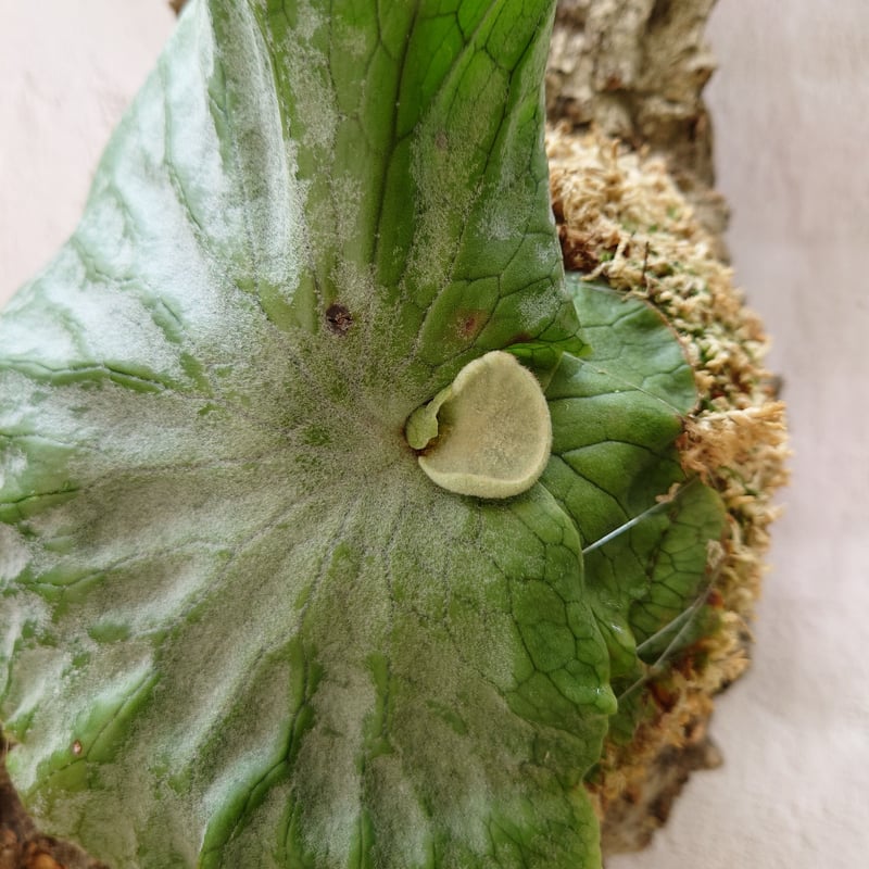 ビカクシダ グランデ Platycerium grande コウモリラン