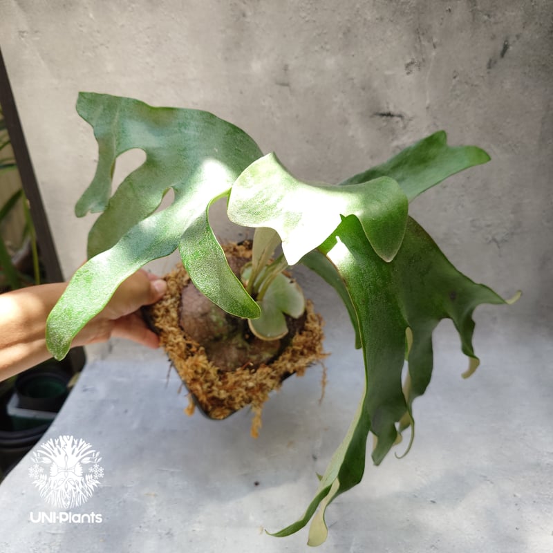 Platycerium Song-Khwae (Yot #3) ビカクシダ ソーンクウェー ビ