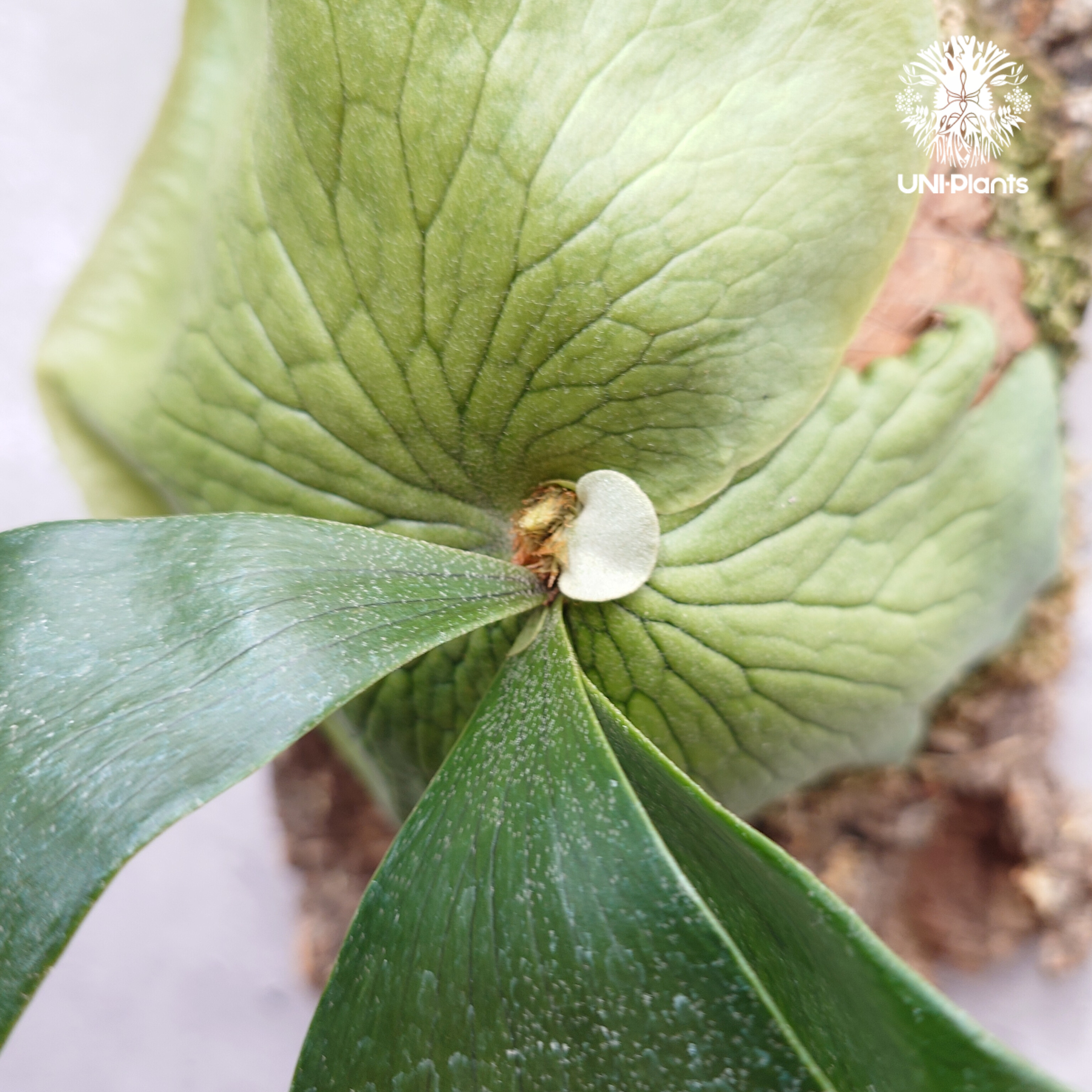 Platycerium hillii×wandae ビカクシダ ヒリー×ワンダエ コウモリラン