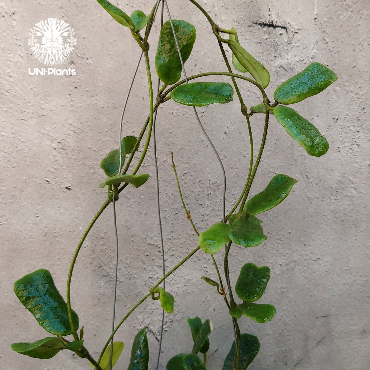 Hoya ロッツンディフォリア ホヤ ロツンディフォリア Hoya rotundiflora ホヤ植物 Hoya plant