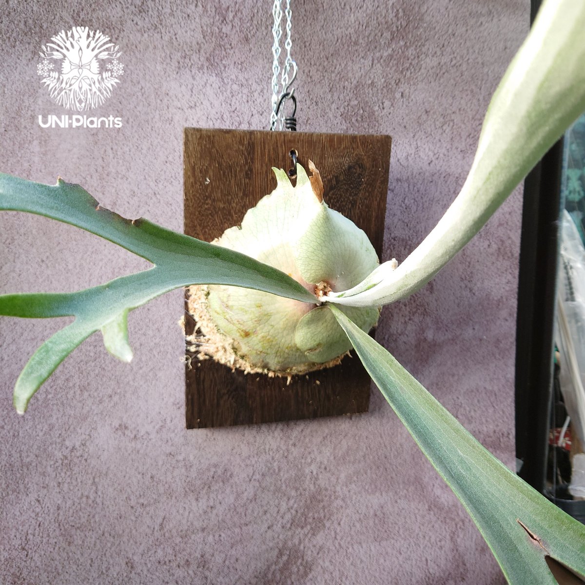 初入荷! ビカクシダ レモイネイ Platycerium veitchii 'Lemoine