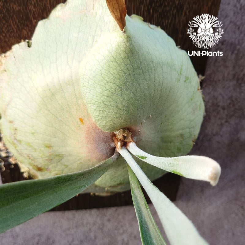 初入荷! ビカクシダ レモイネイ Platycerium veitchii 'Lemoine