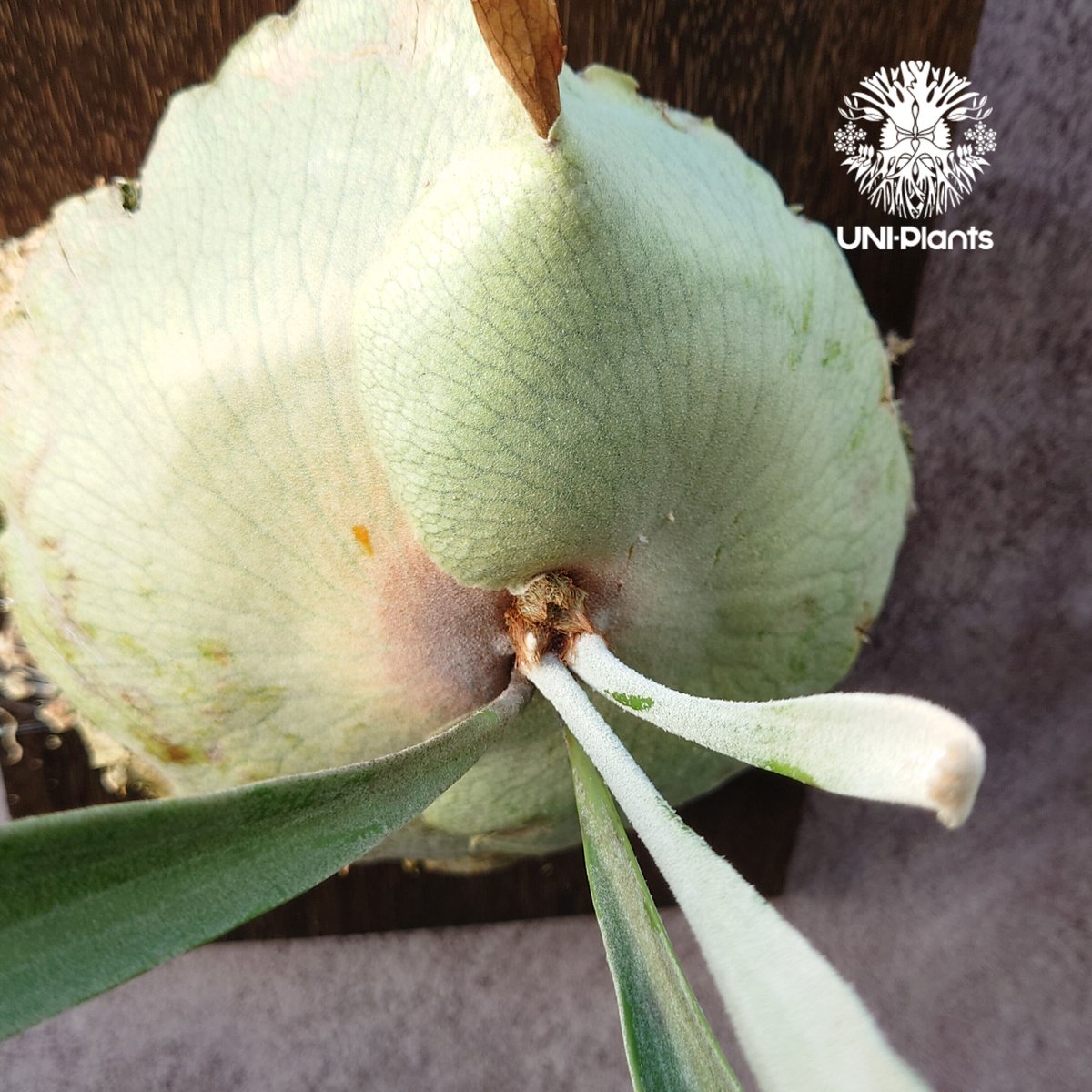 初入荷! ビカクシダ レモイネイ Platycerium veitchii 'Lemoine 初入荷! ビカクシダ レモイネイ Platycerium veitchii 'Lemoine
