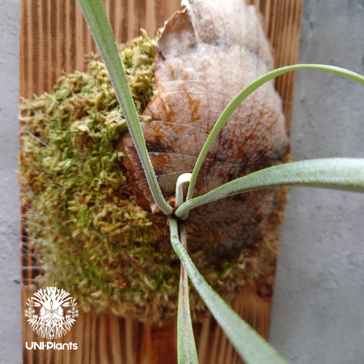 Platycerium Blue vista ビカクシダブルービスタ ビカクシダウィ Platycerium Blue vista ビカクシダブルービスタ ビカクシダウィ