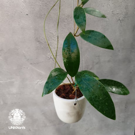 Hoya Parasitica lite pink ホヤ パラシティカ ライトピンク ホヤ植物 ホヤの花 つる性植物 ハンギング植物