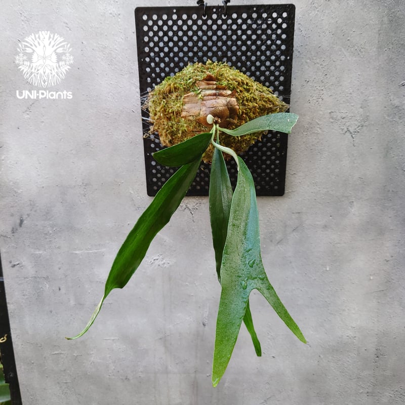 ビカクシダ　ライディーン　SPORE P.'Rydeen'sporeling (BPS)🌿 オリジナル胞子培養の選抜株