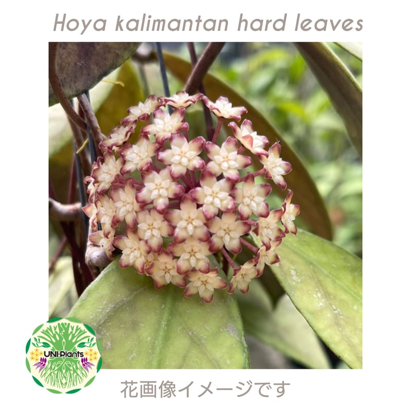ご予約者様 専用ページ ご予約No.UH-2301218-1000 Hoya kaliman ご予約者様 専用ページ ご予約No.UH-2301218-1000 Hoya kaliman