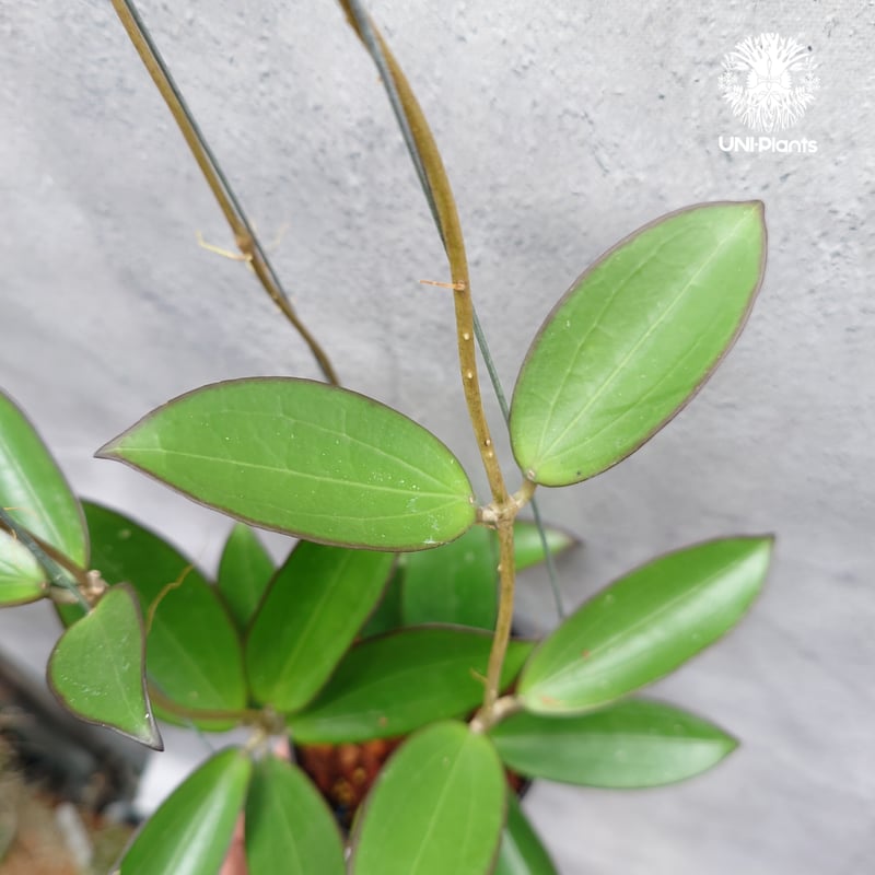 限定1株入荷 Hoya New hybrid Erythina x unknown ホヤ植物