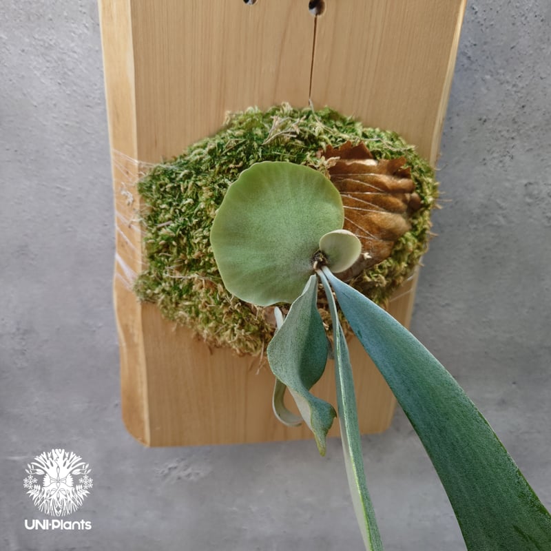 ビカクシダ ウィリンキーcv.インドネシア Platycerium