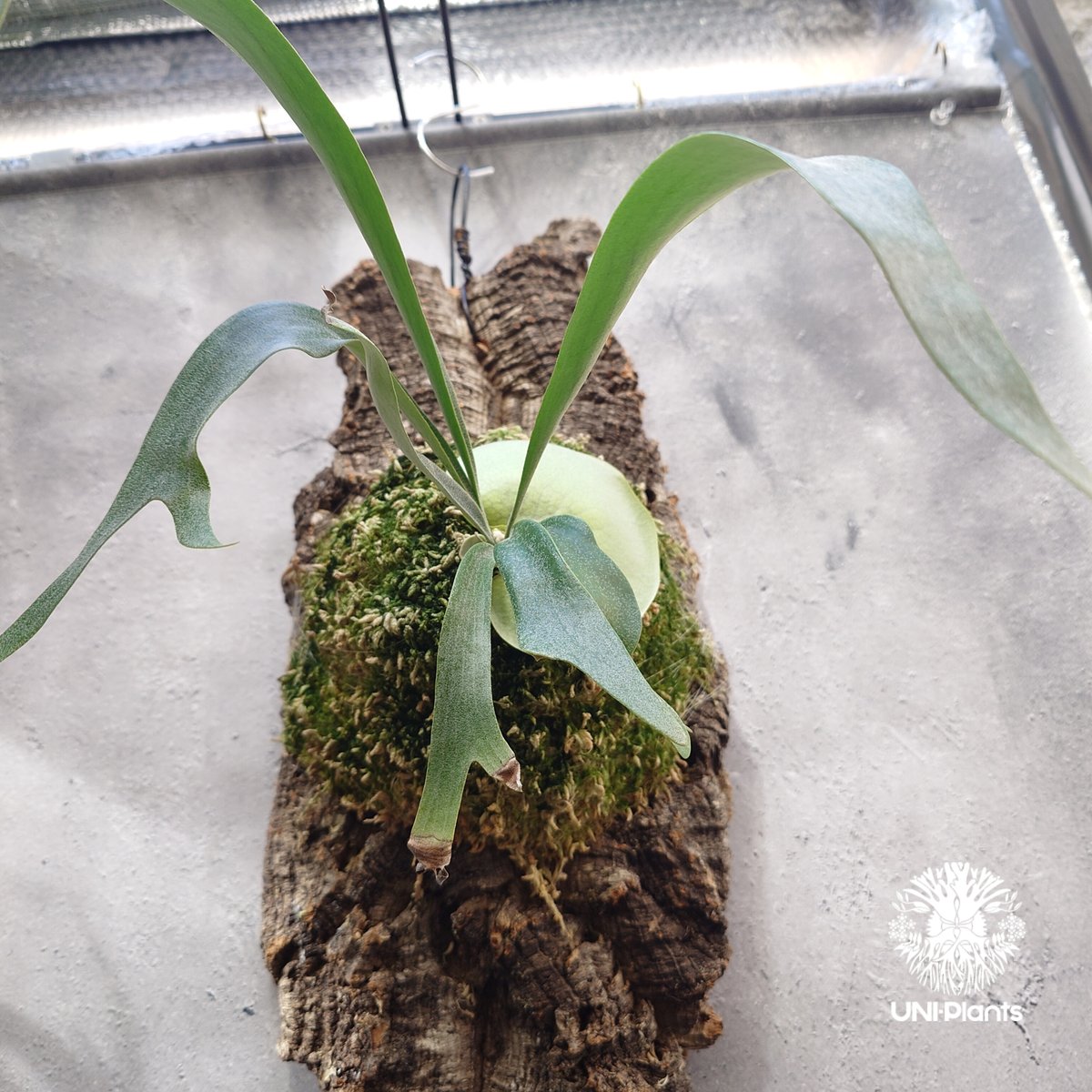 Platycerium Jib Jib (pup)(P. willinckii x P. bi
